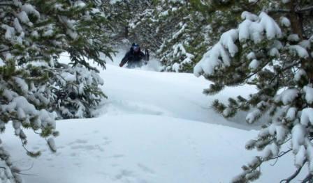 Poudreuse dans les bois